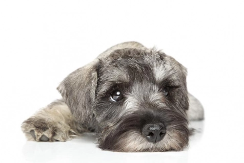 BabySafe Schnauzer Pink Violet + Base ISOFIX Bērnu autosēdeklis 0-18 kg