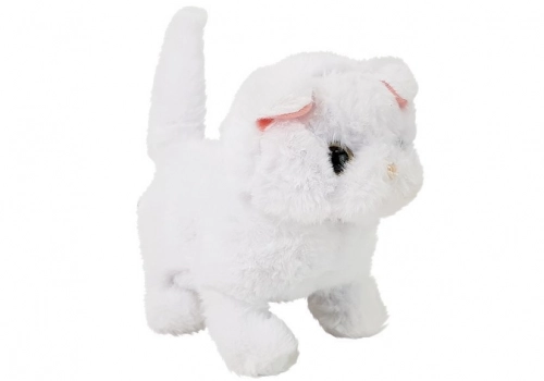 White Persian Cat Walks Wags Its Tail on Batteries